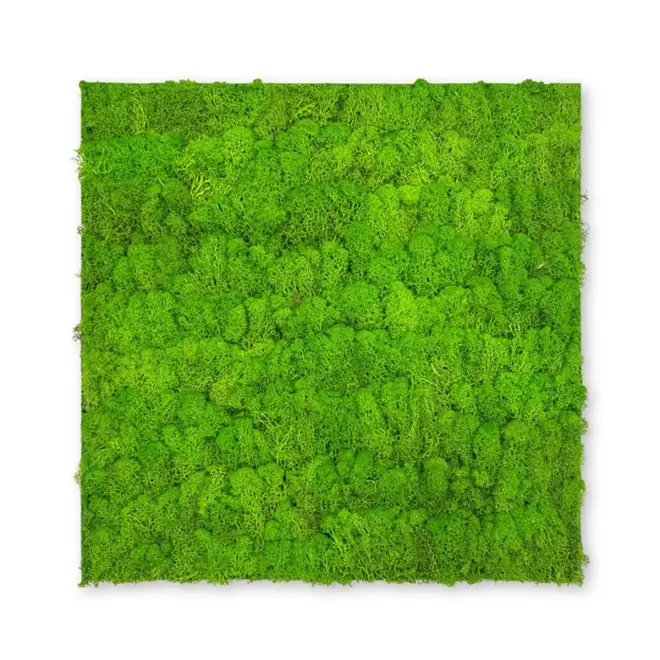 Neu PrimeCollection Akustik Wandpaneel Bright Green Moos 52x52 cm