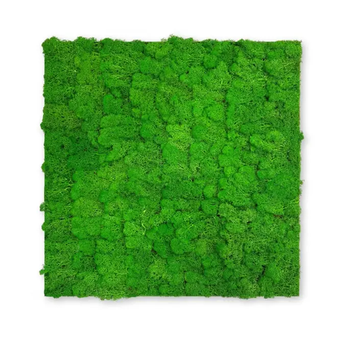 Ausverkauf PrimeCollection Akustik Wandpaneel Rich Green Moos 52x52 cm